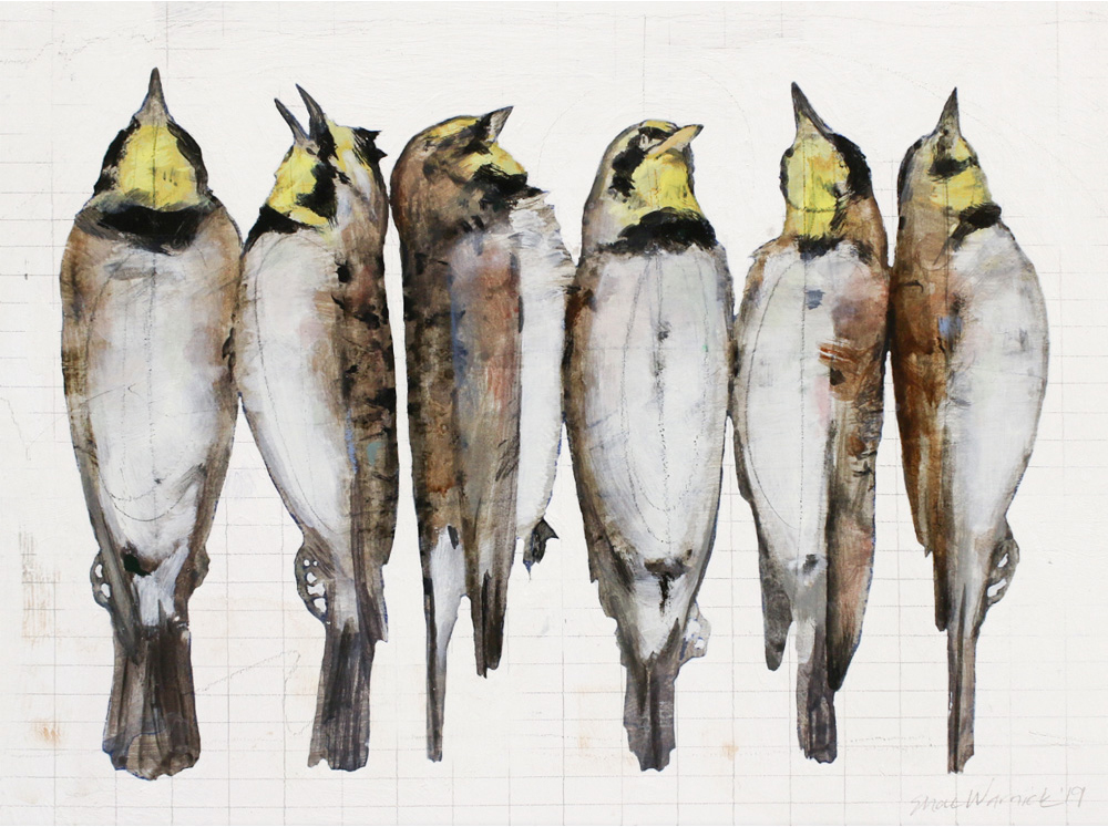 Horned Larks