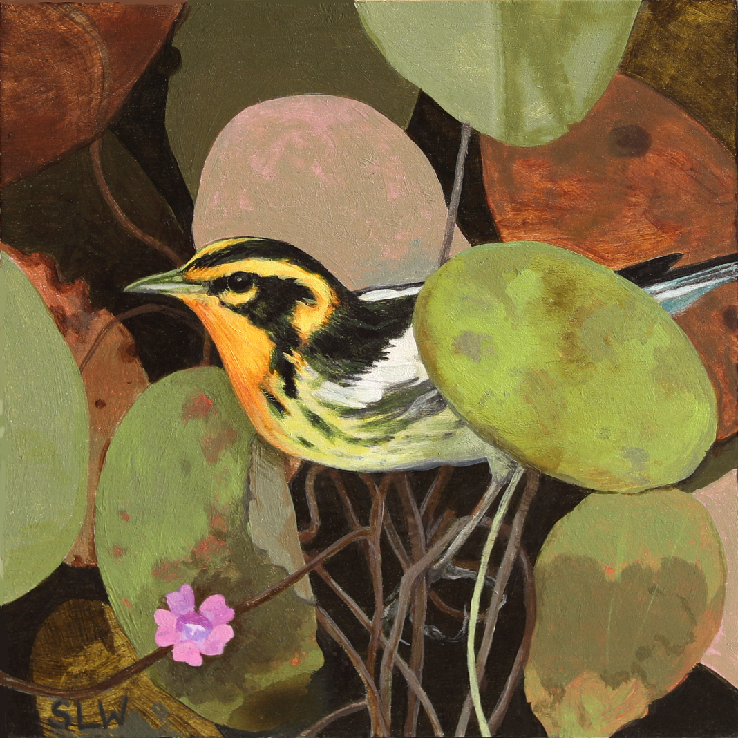 Blackburnian Warbler, Hedge Series