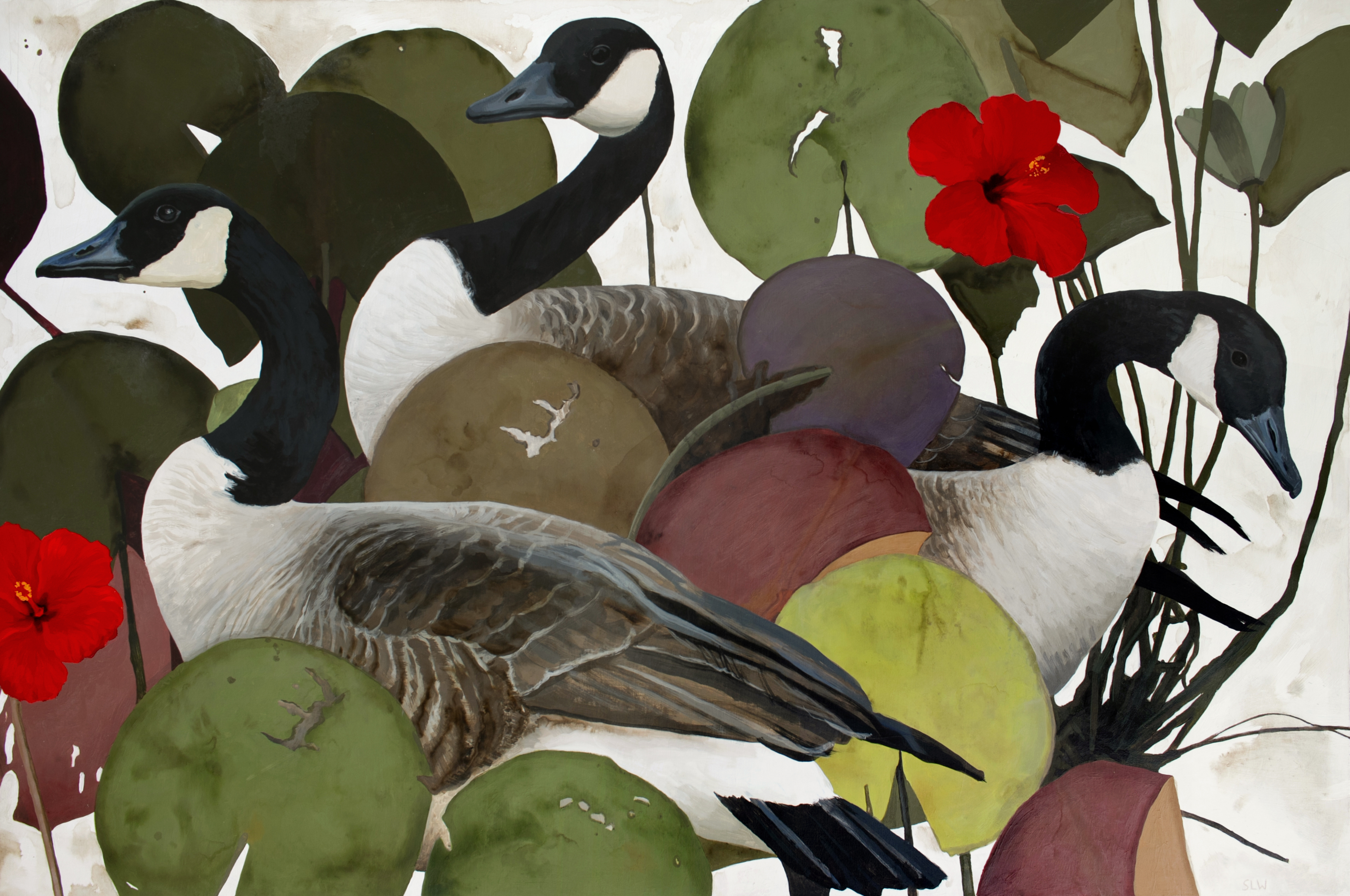 Canada Geese