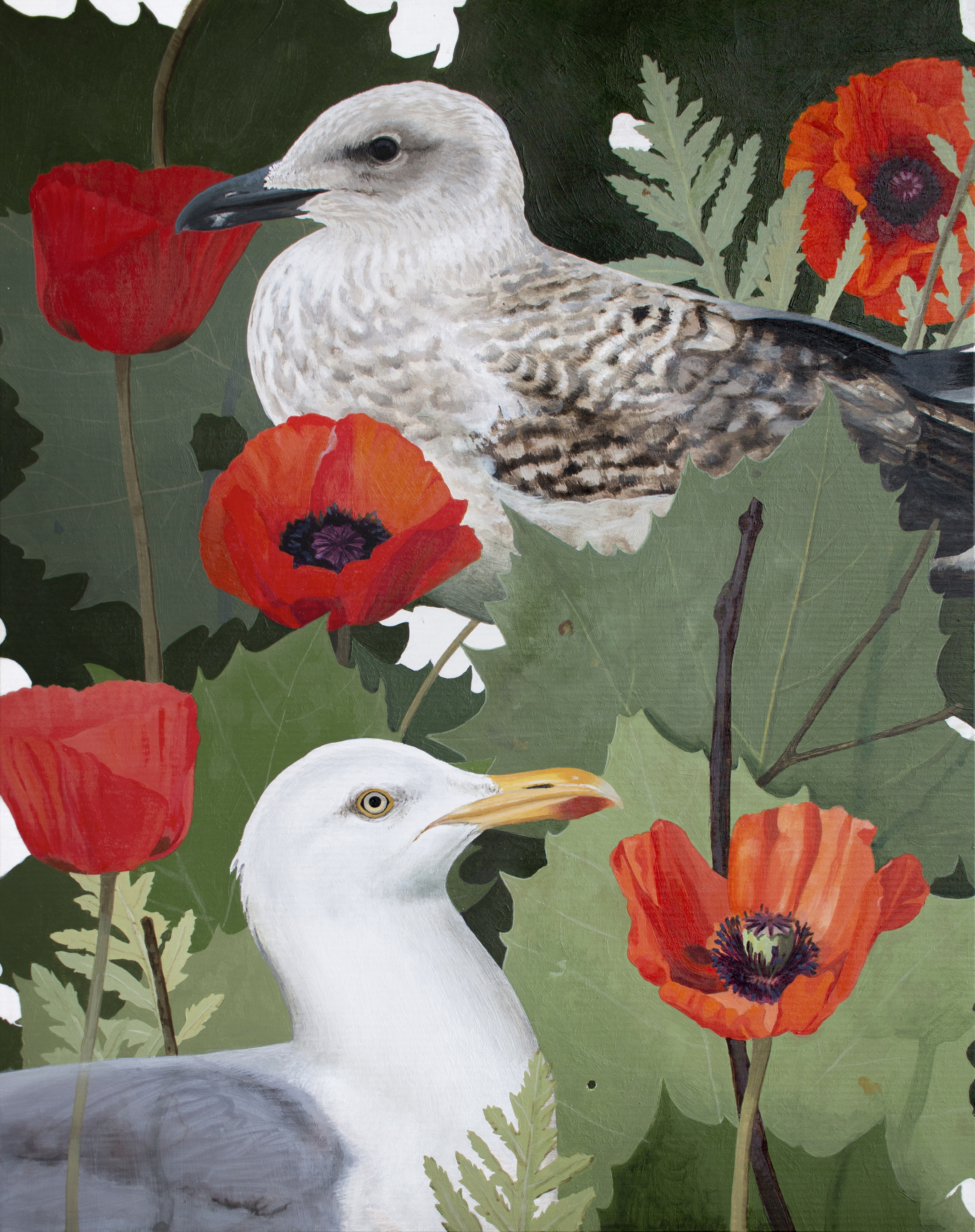 Gulls in Oriental Poppy