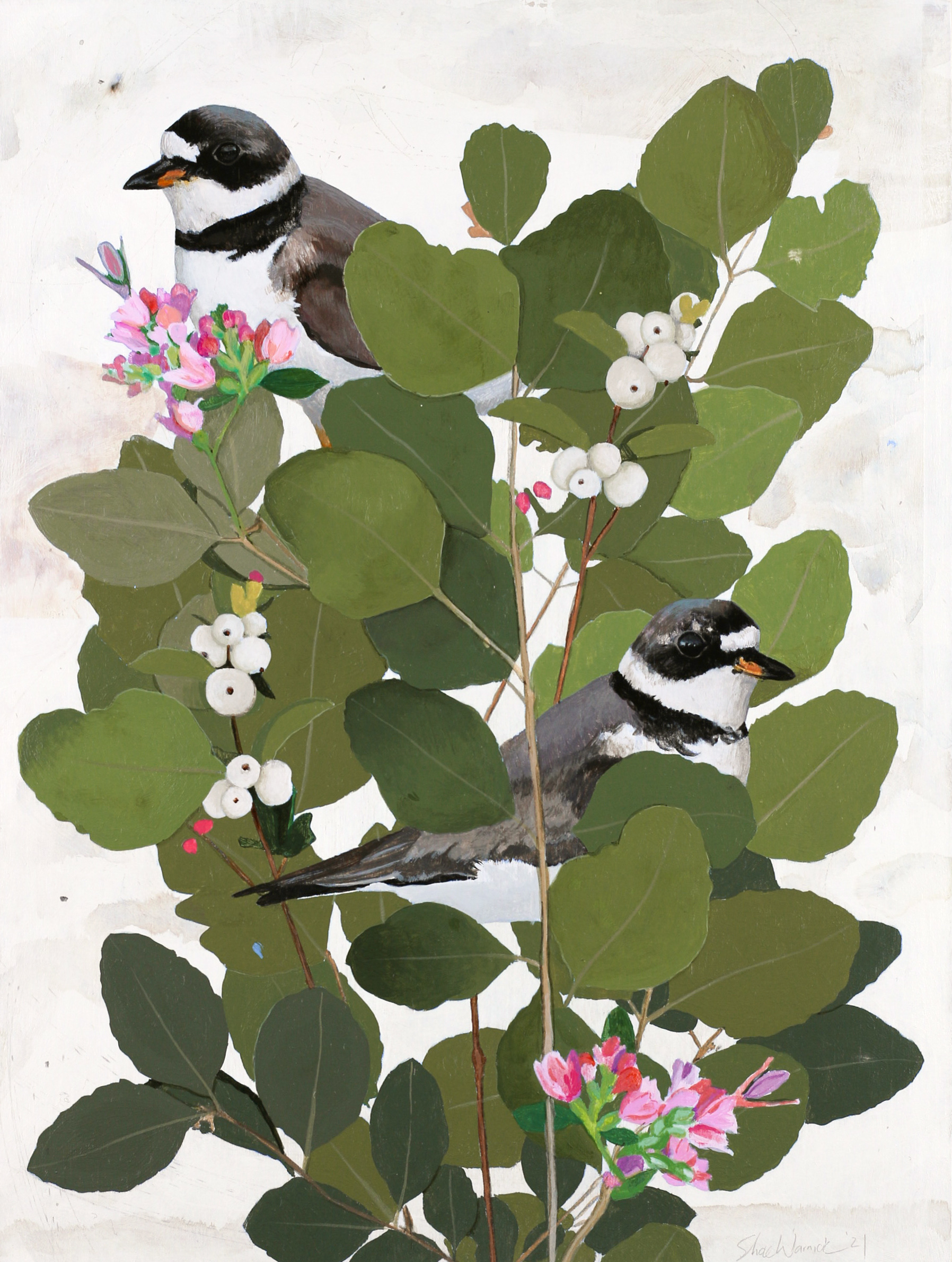 Plovers in Snowberry