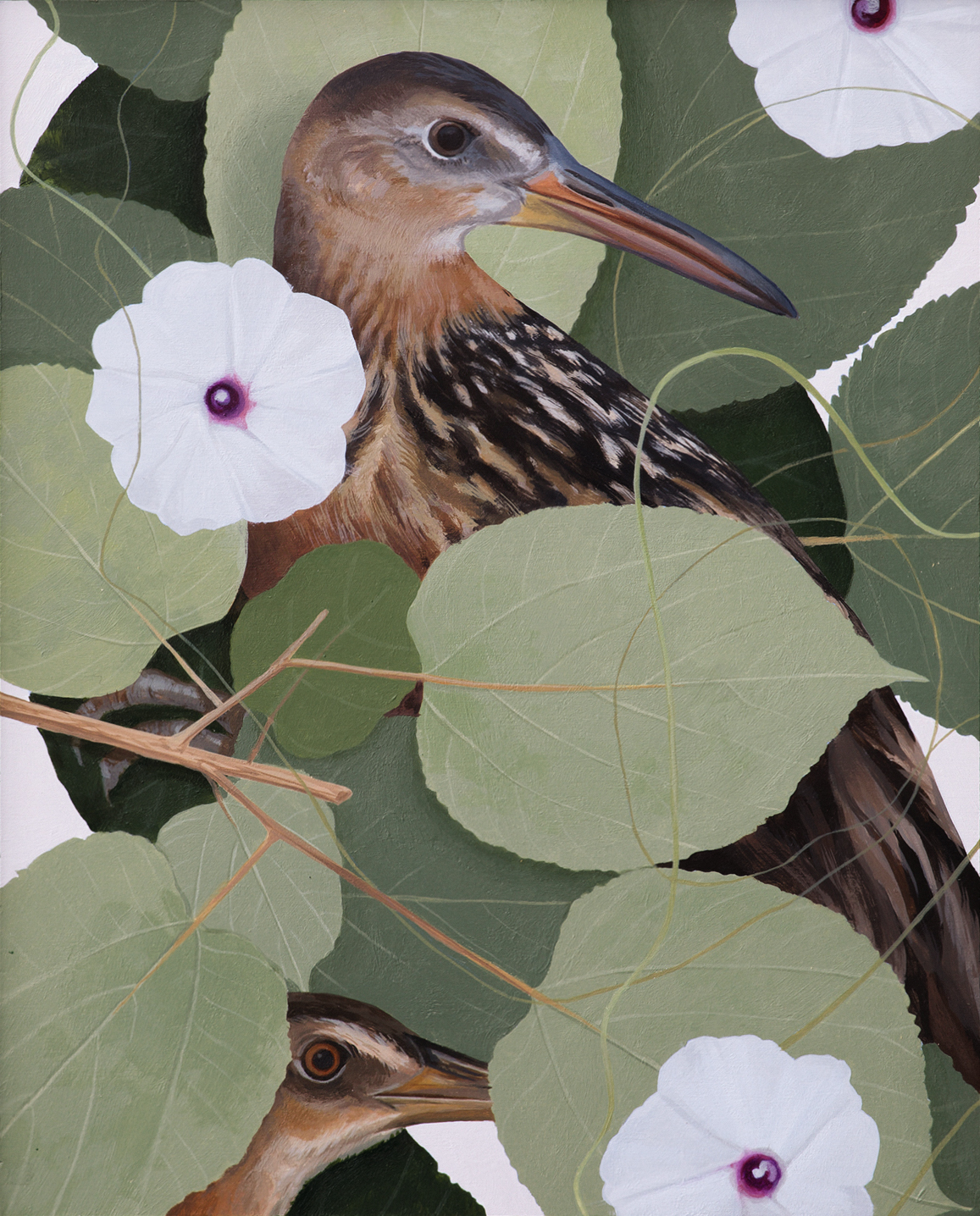 King Rail and Wild Sweet Potato, painting by Shae Warnick