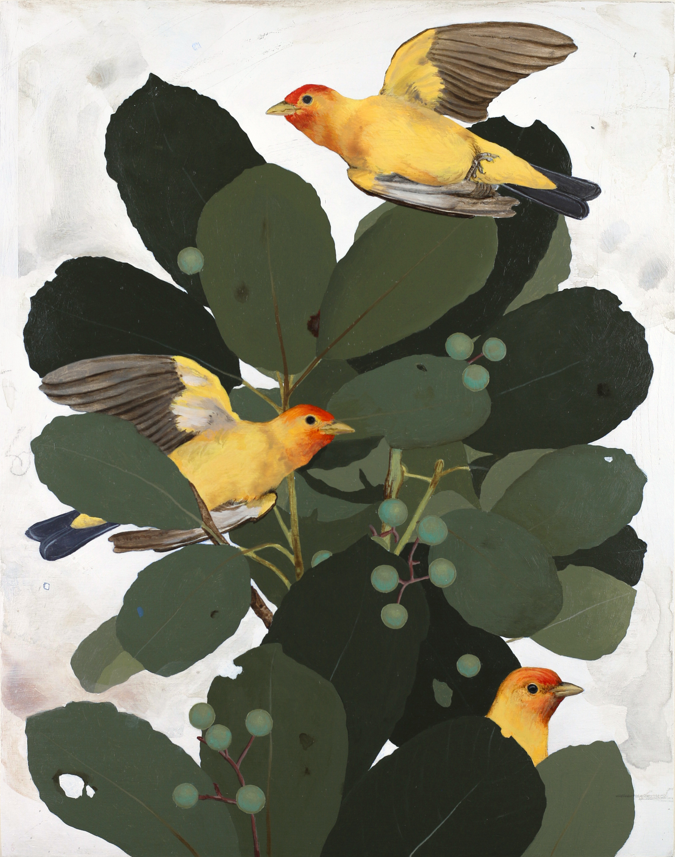 Kooskooskee River Birds