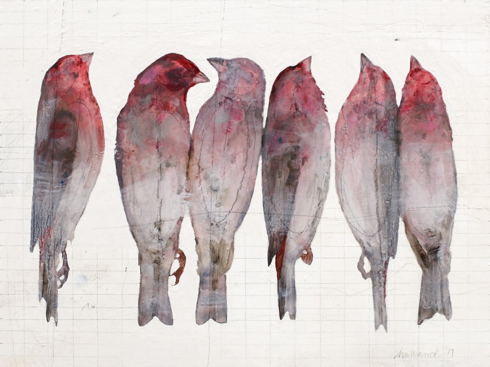 Purple Finches