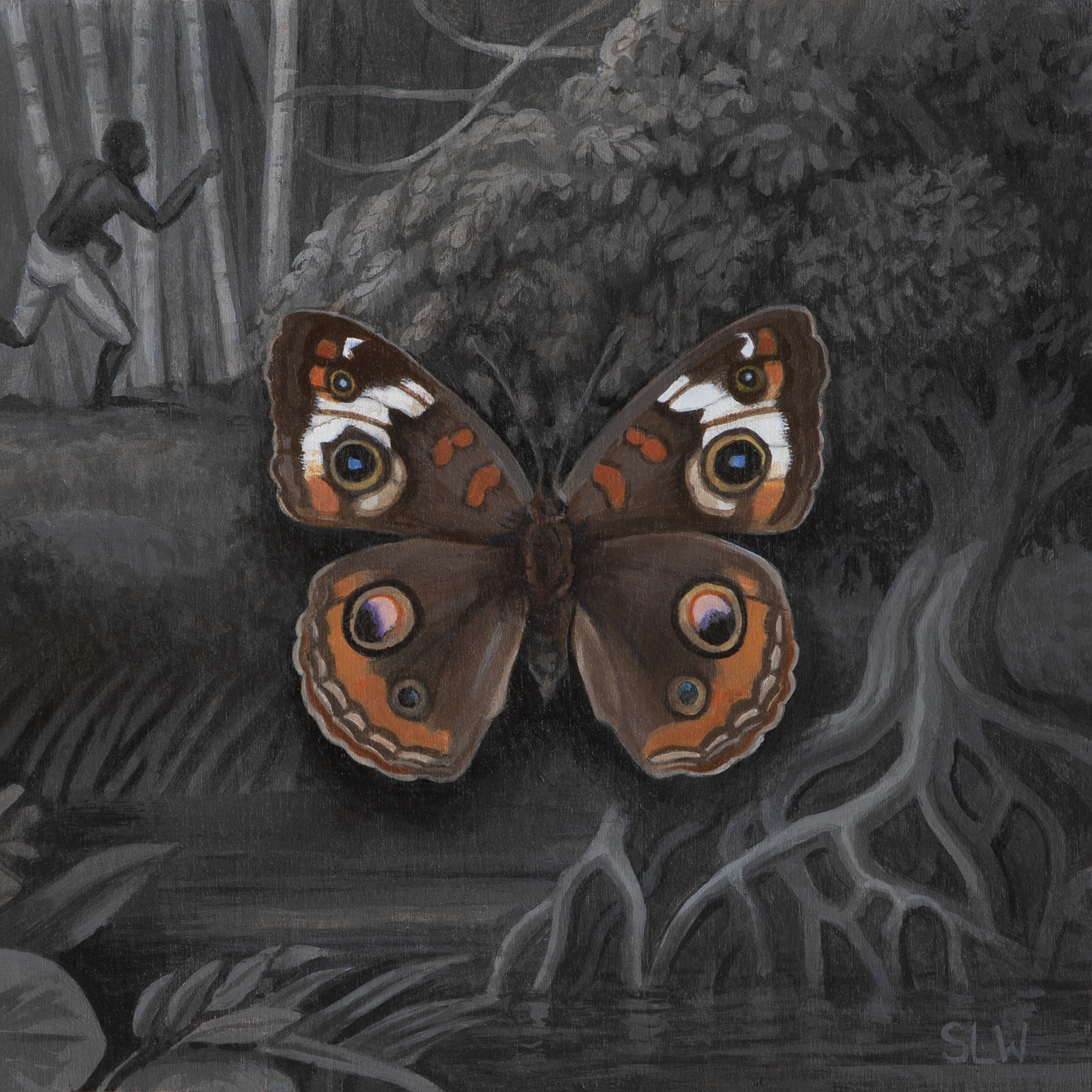 Common Buckeye