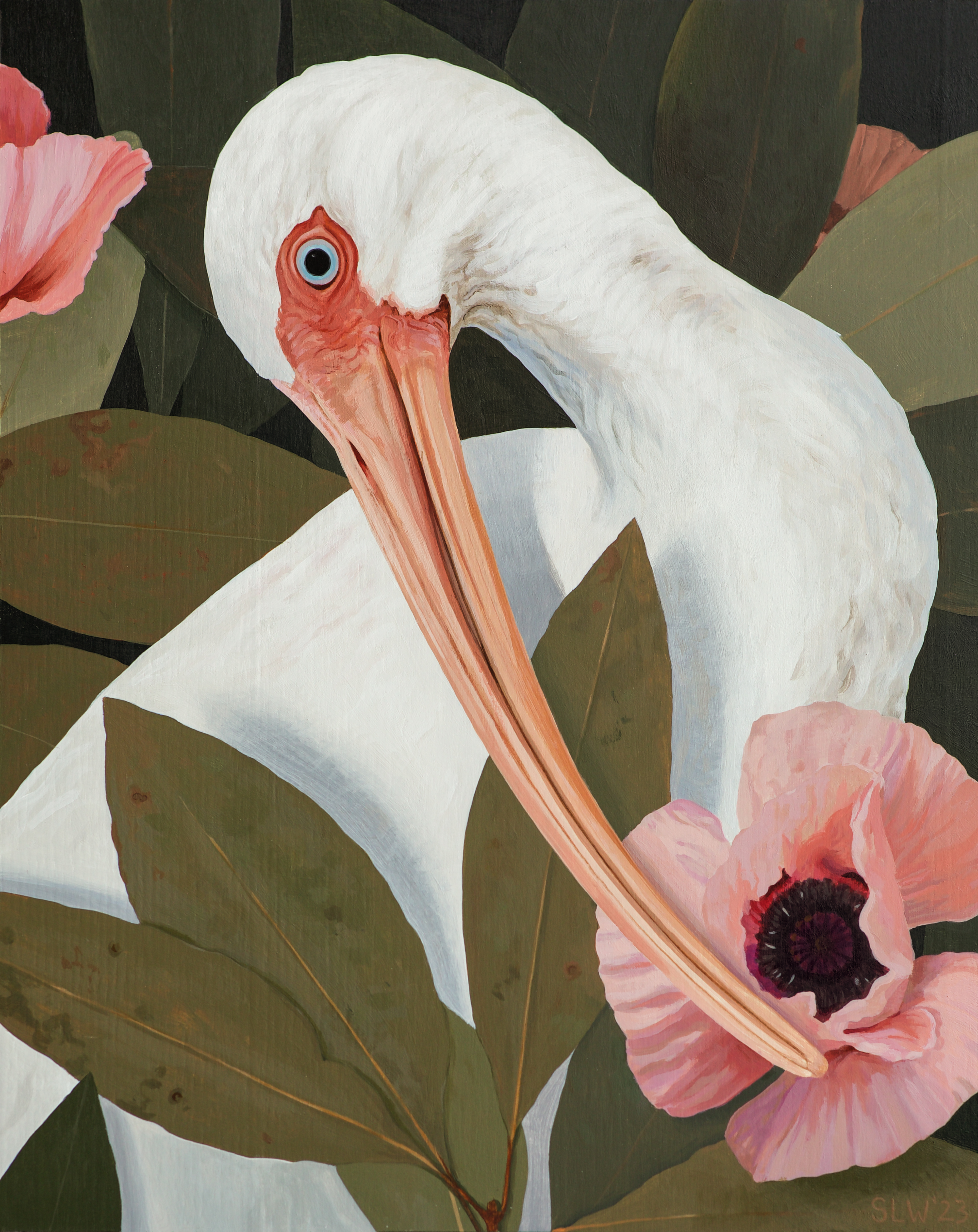 Ibis and Princess Victoria Louise Poppy