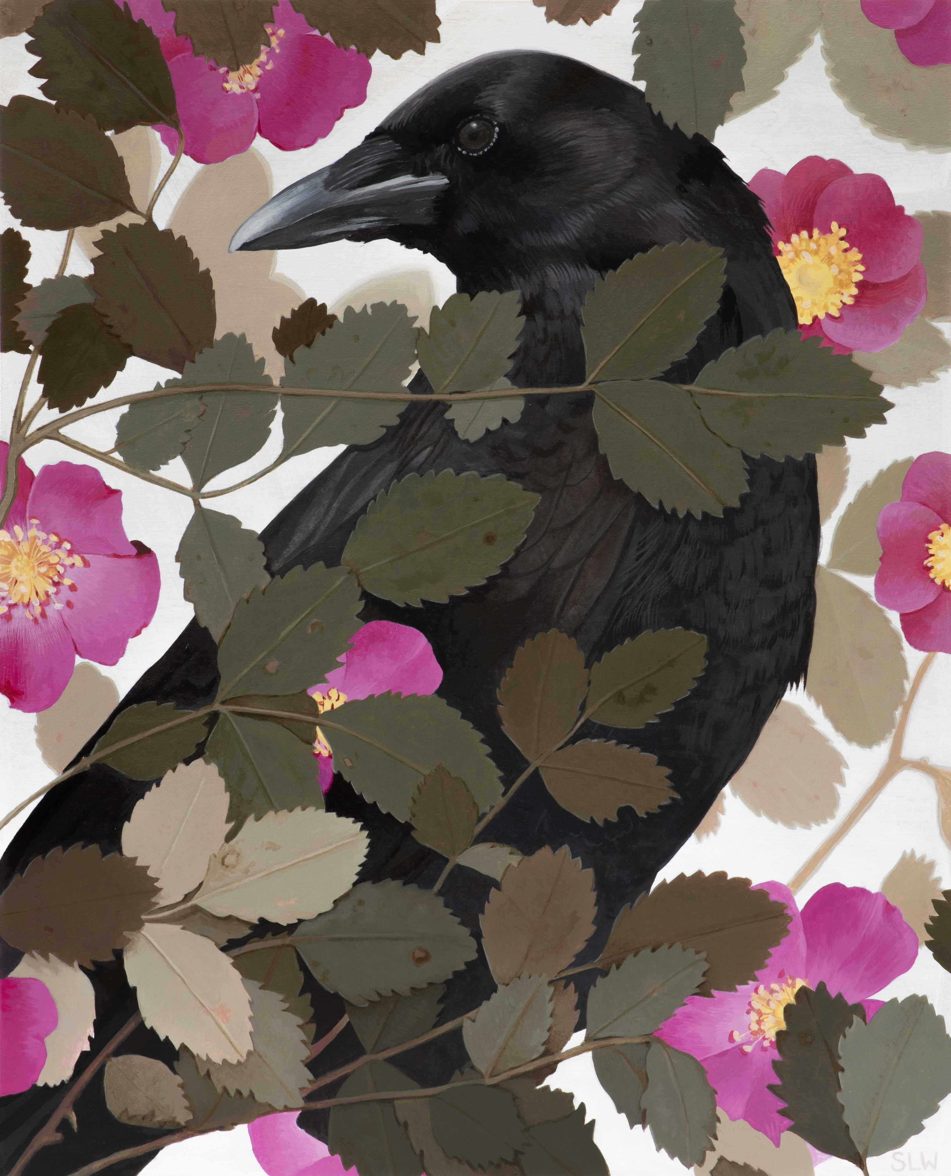 American Crow and Dwarf Woodland Rose