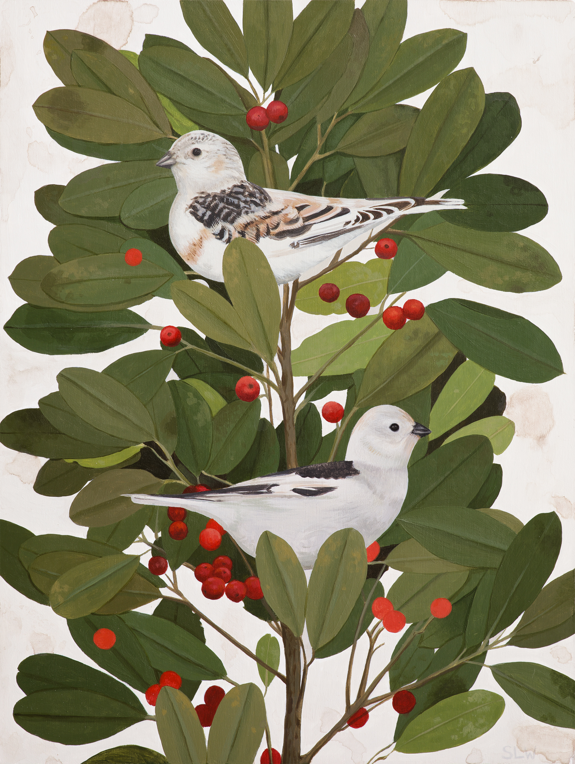 Snow Buntings and Dahoon Holly