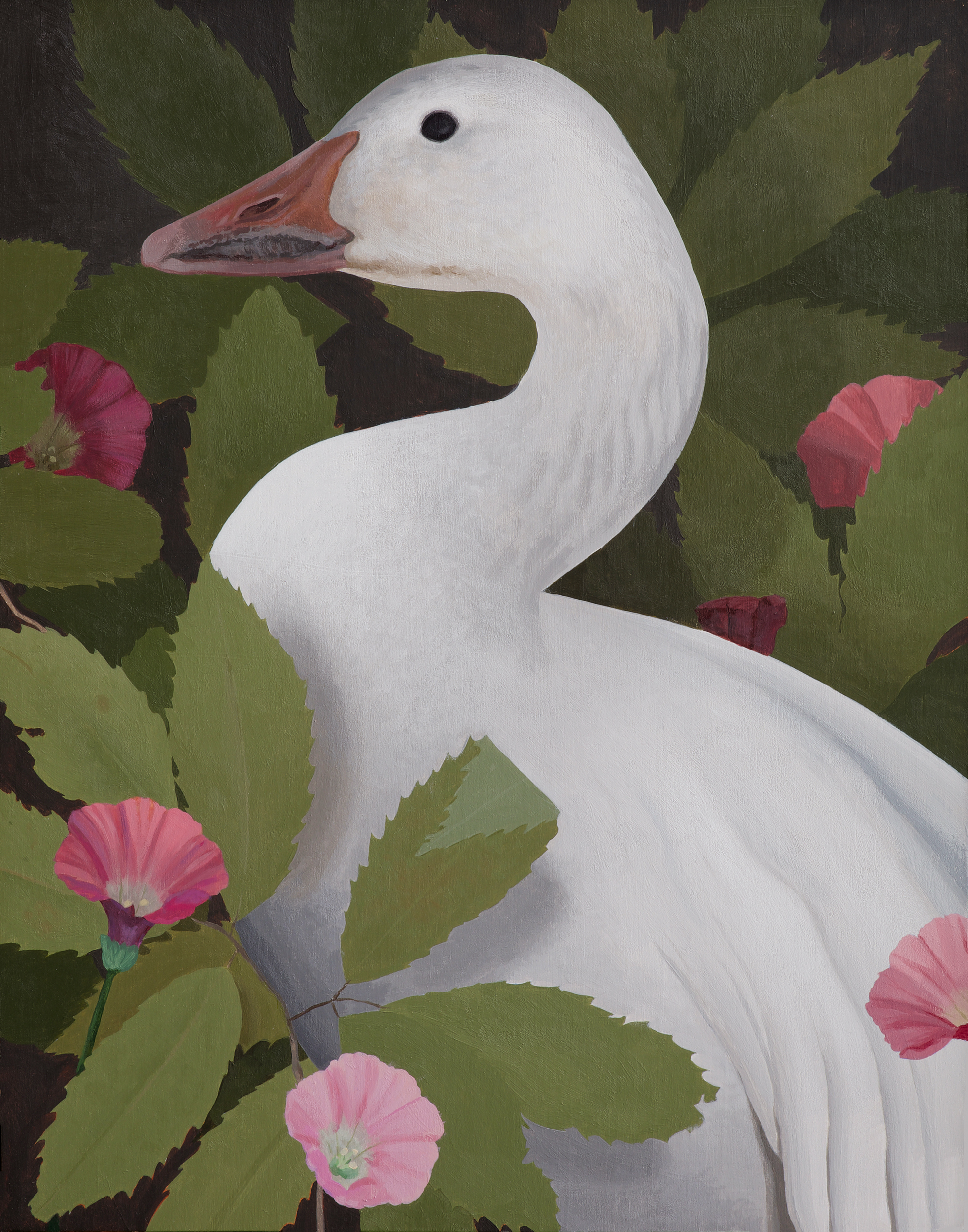 Snow Goose and Morning Glory
