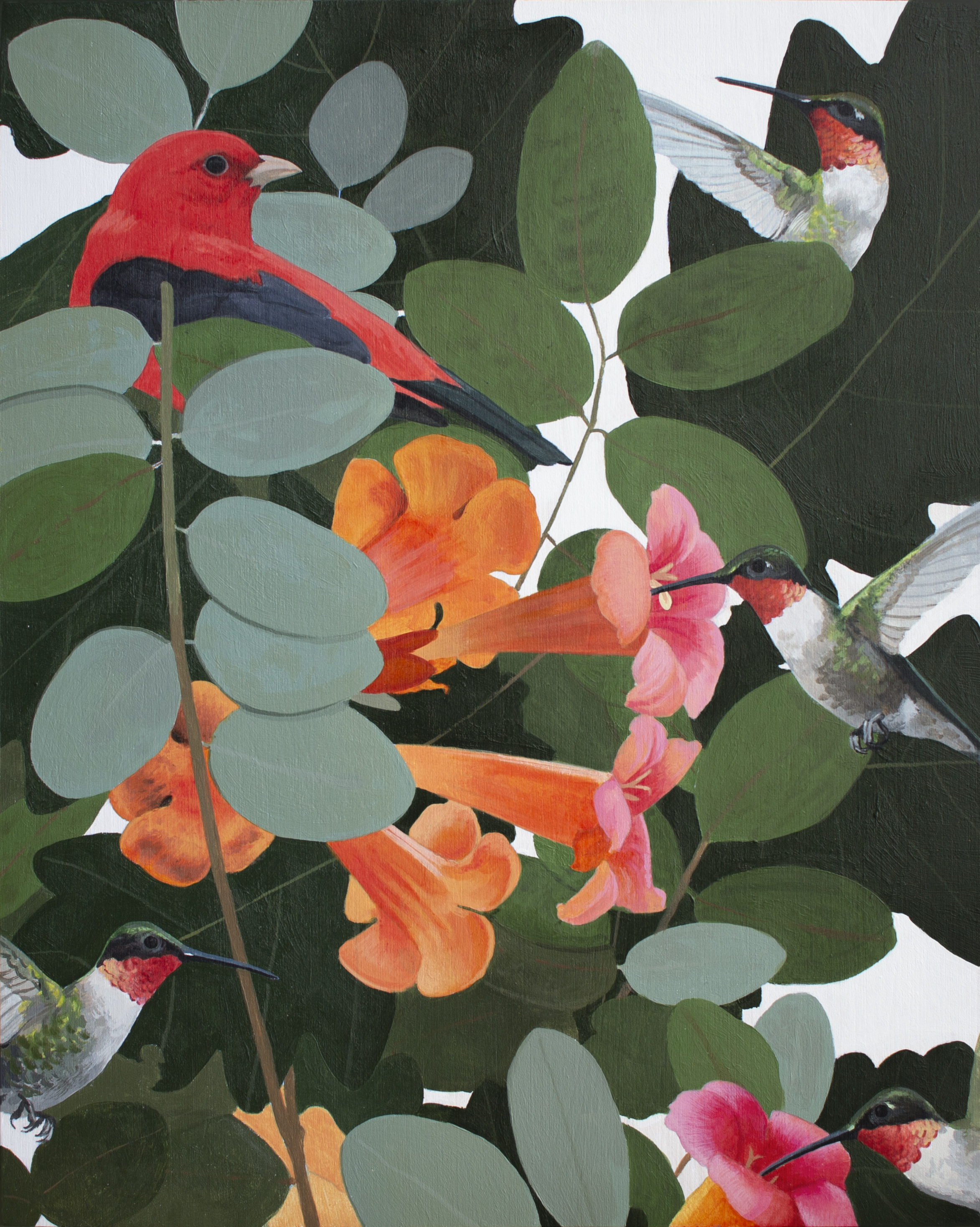 Tanager in Trumpetvine