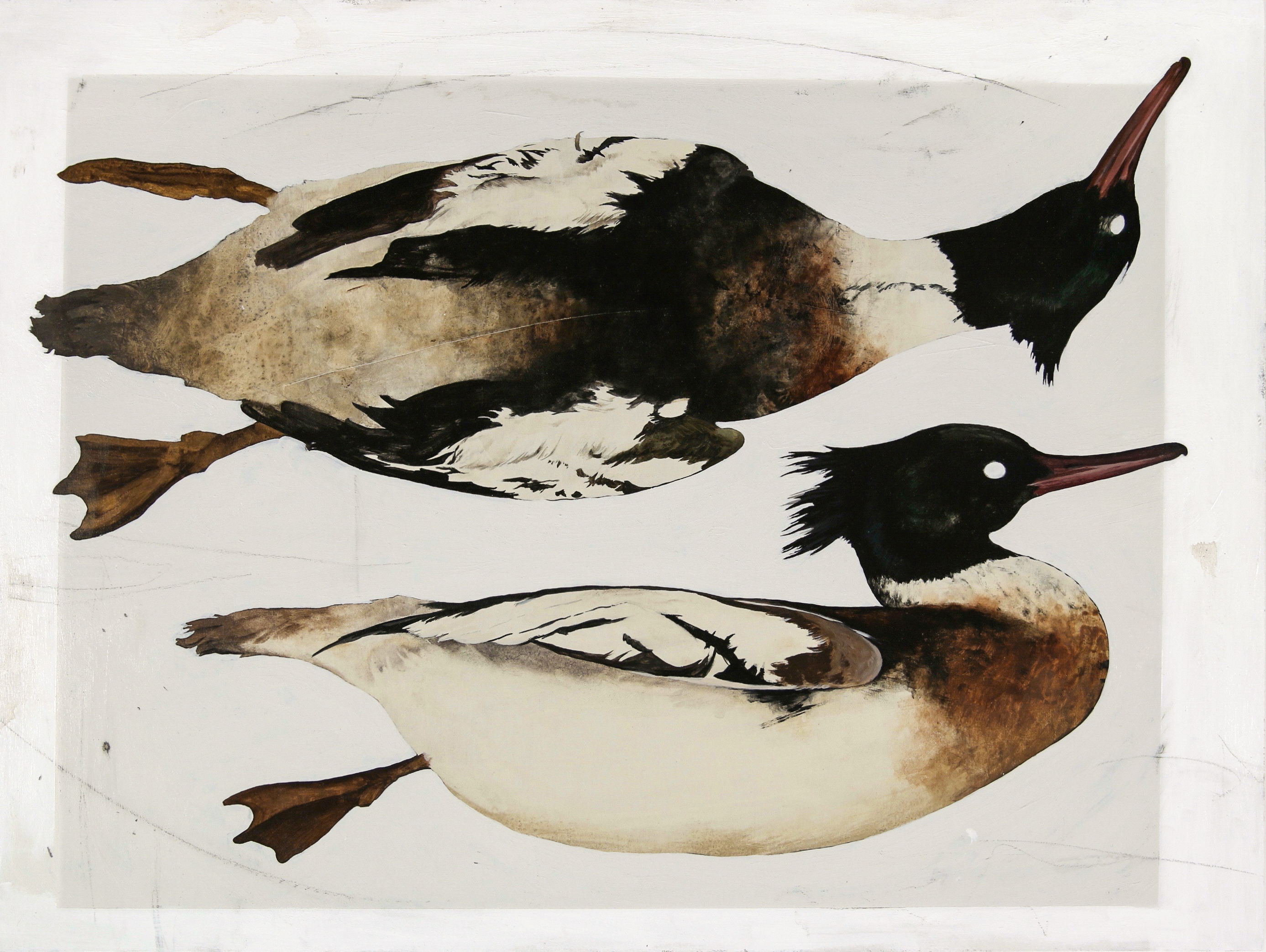 Red-Breasted Mergansers