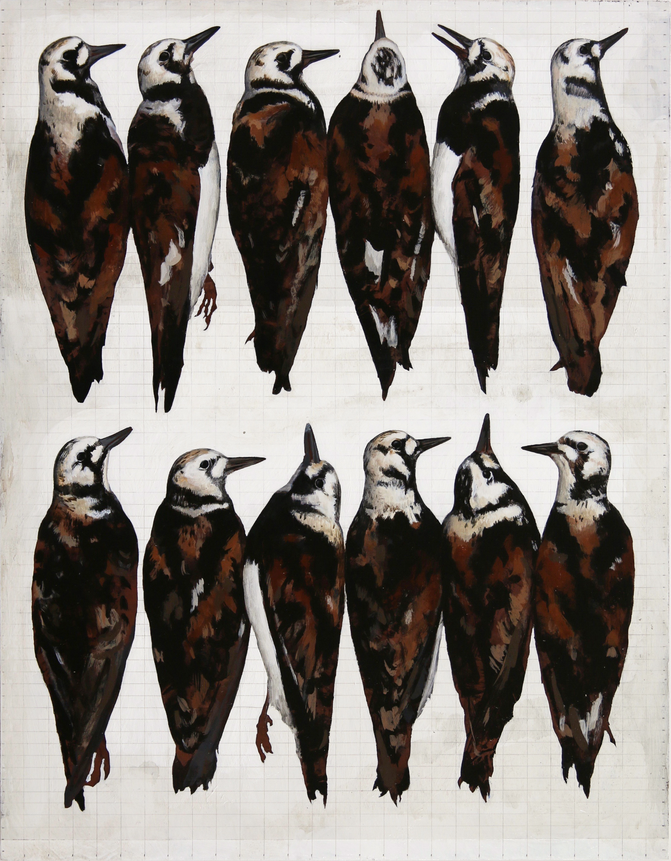 Ruddy Turnstones