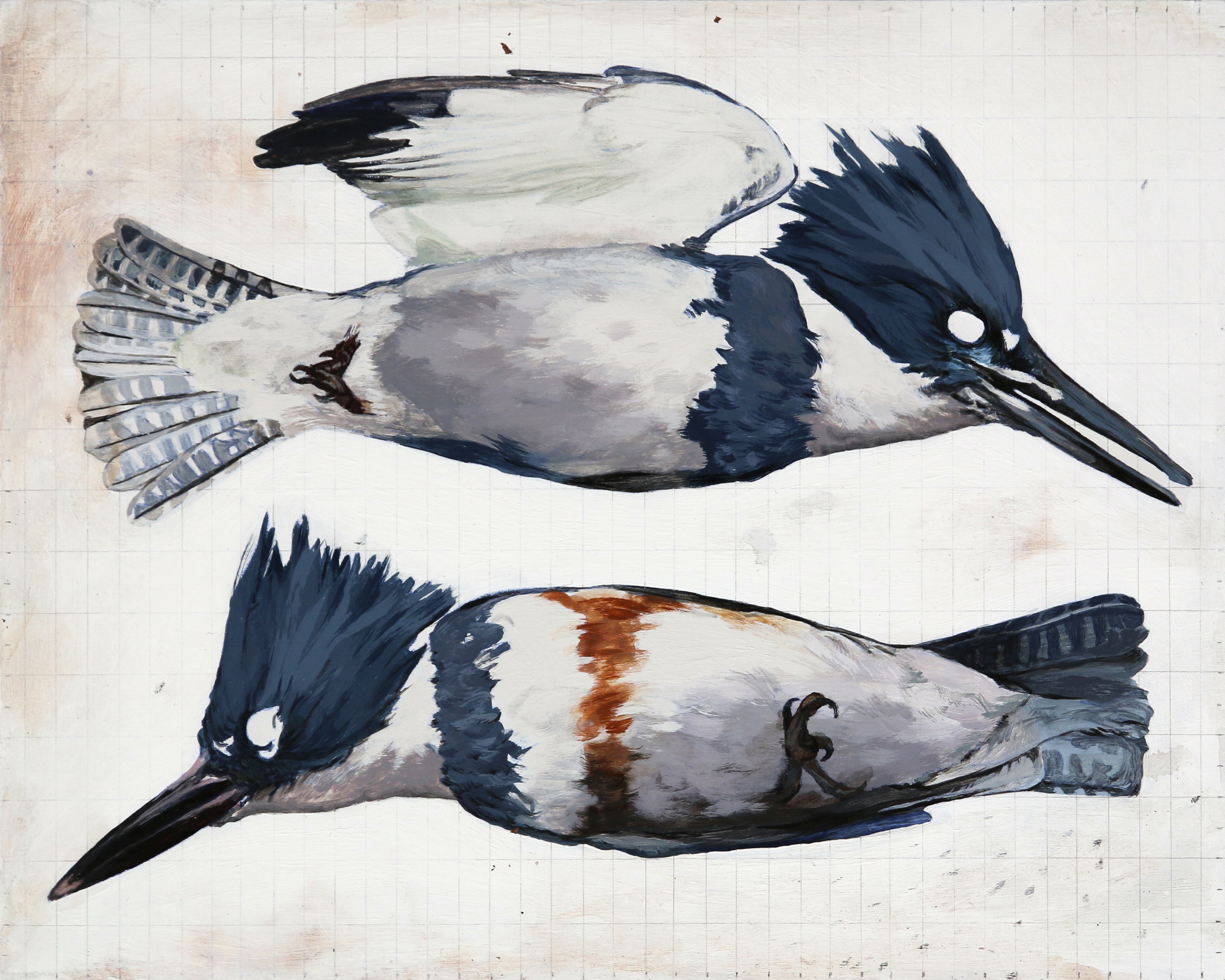 Belted Kingfishers