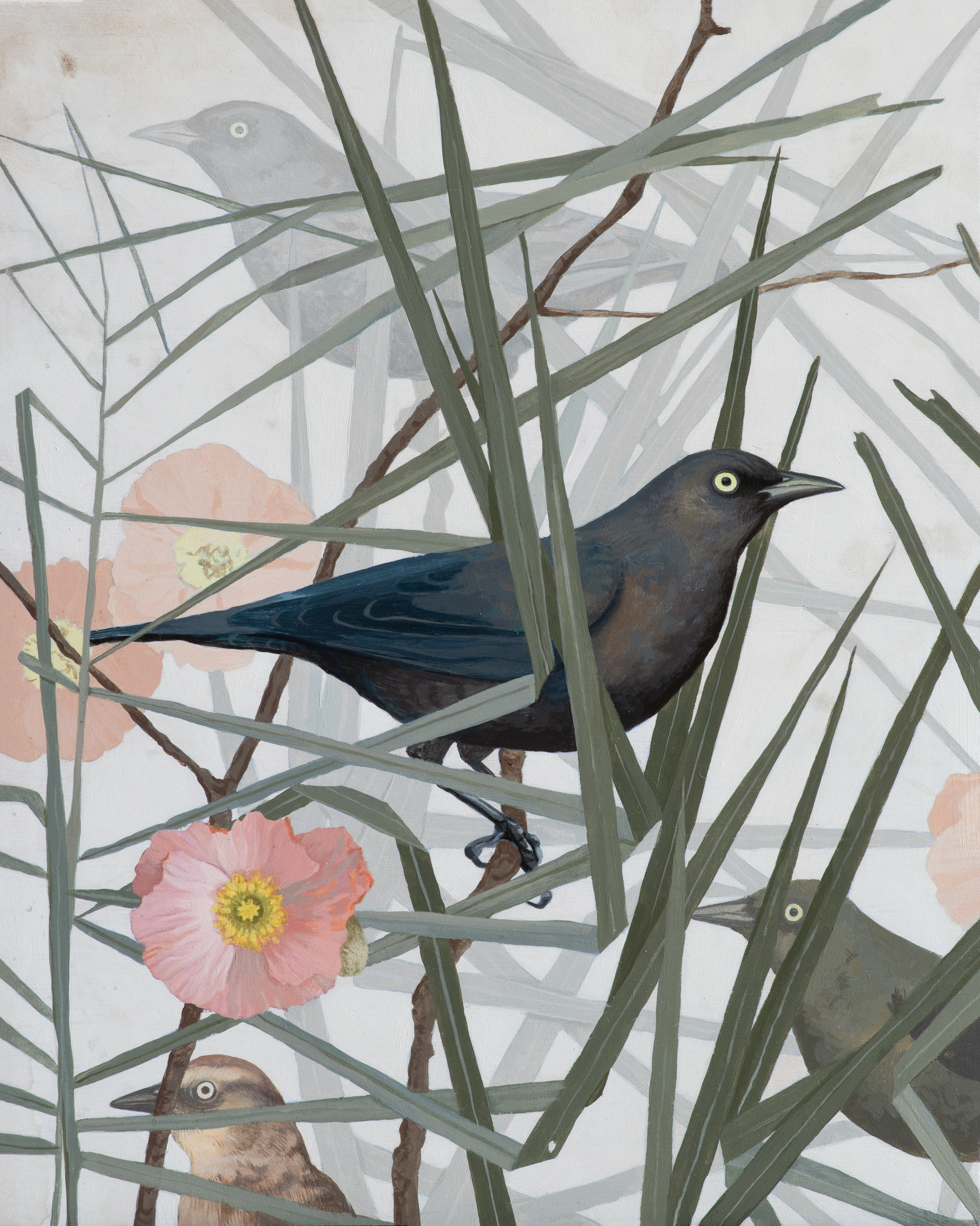 Rusty Blackbird