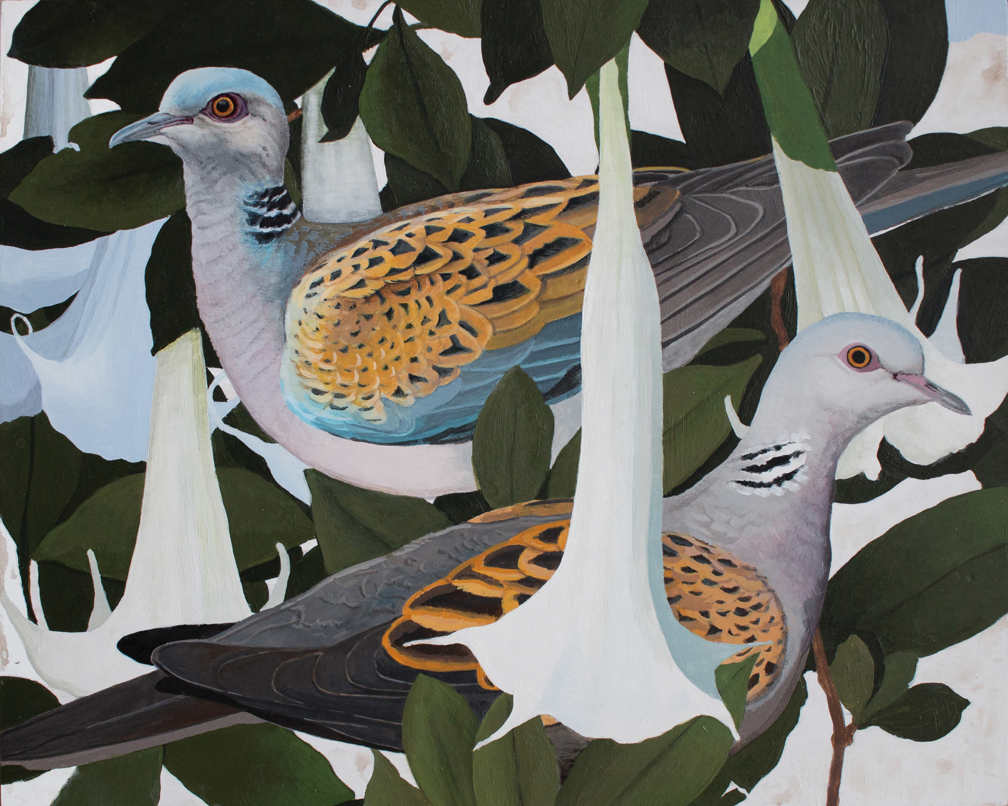 Turtle Doves